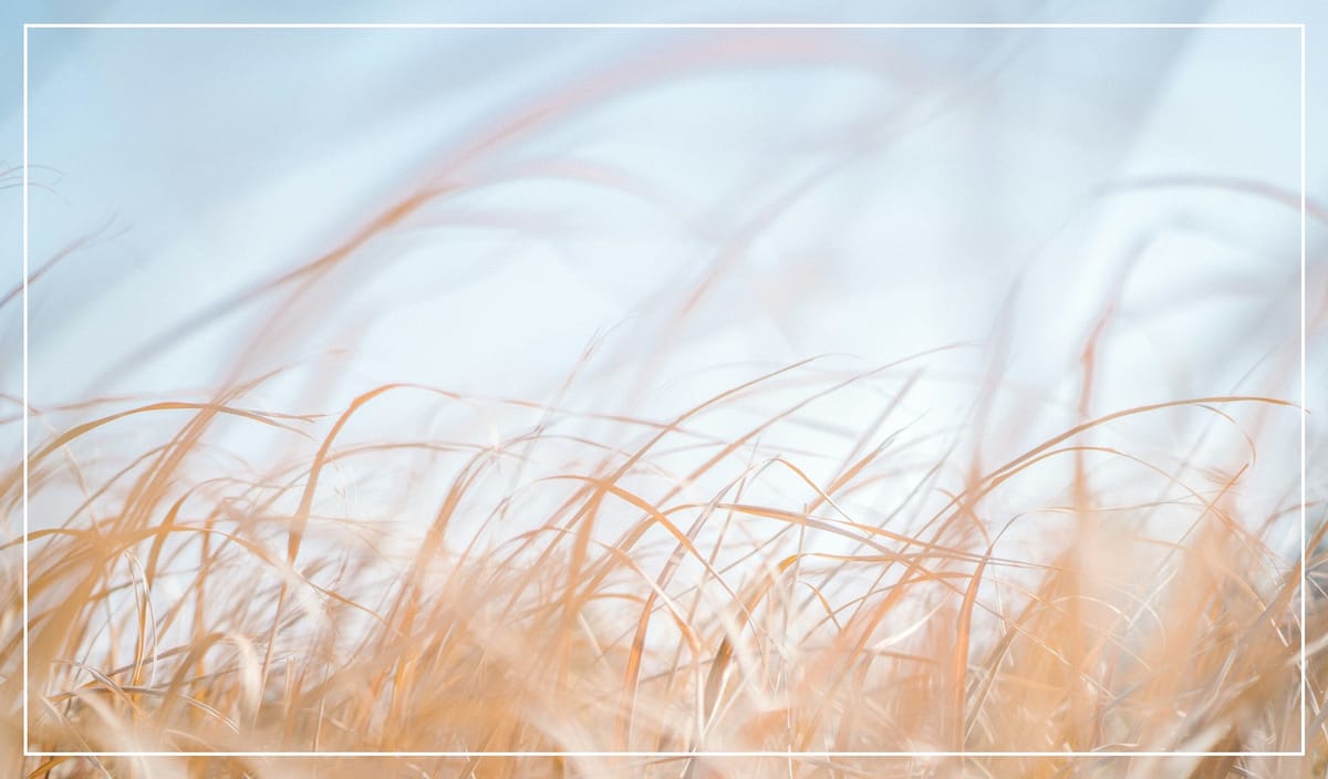 🌬️ Where the Wind Blows