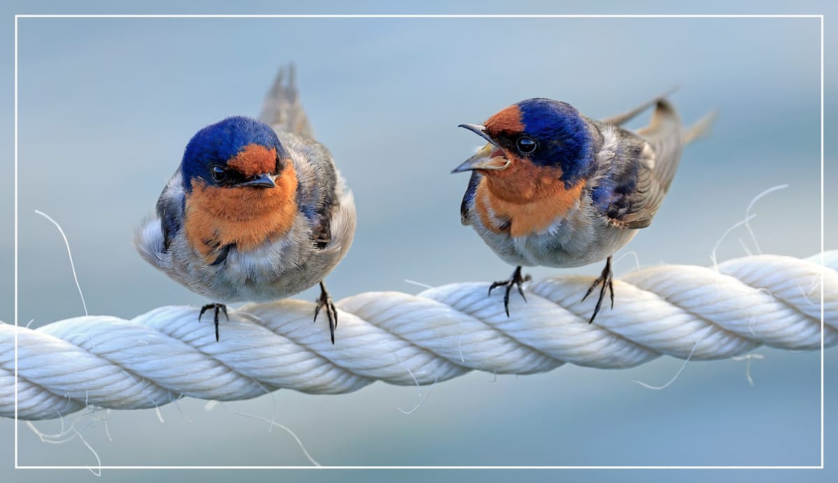 The Old Feud Continues Today