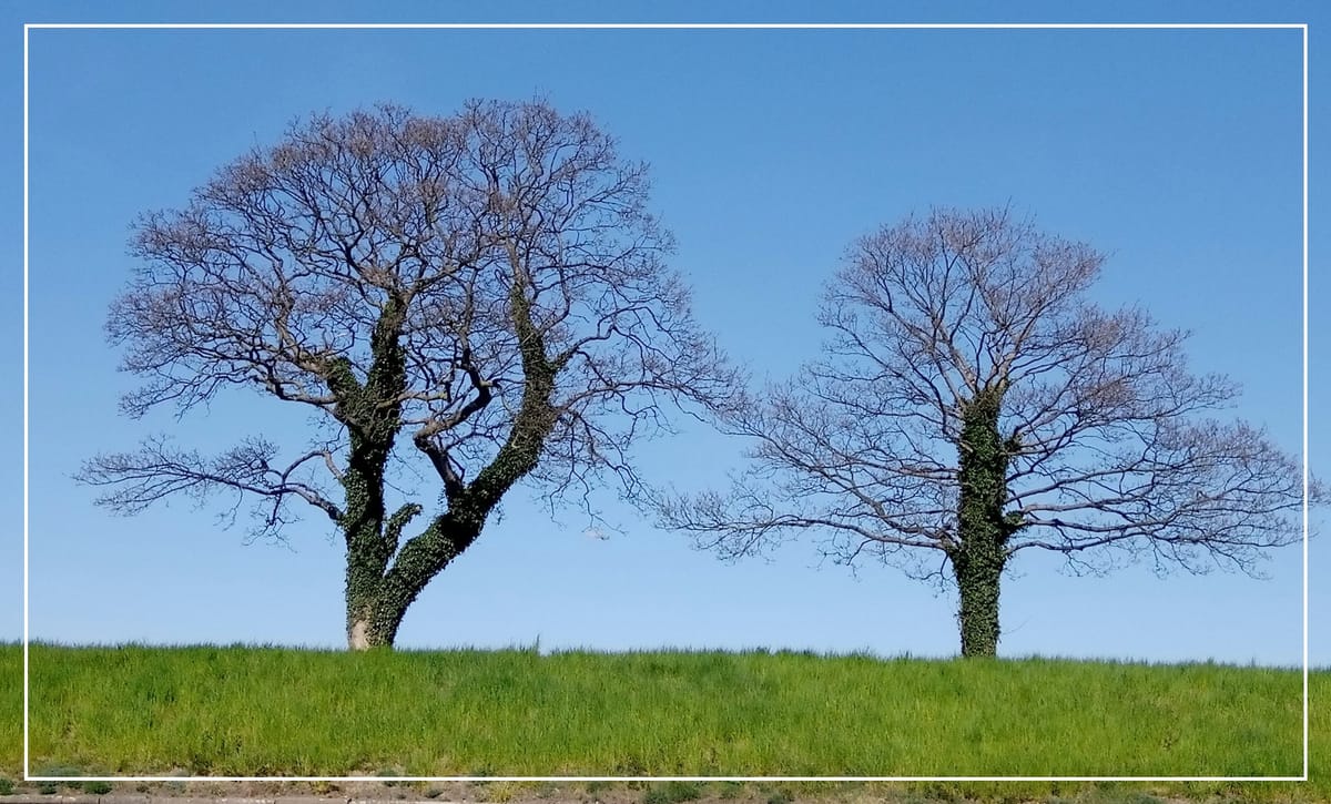 From the Tree of Knowledge to the Tree of Life